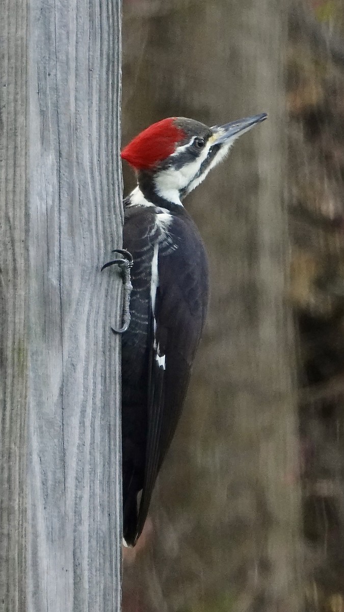 Жовна північна - ML645353235