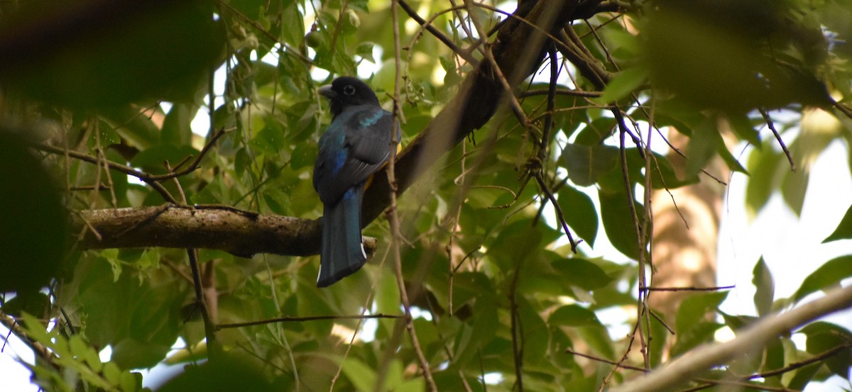 Трогон чорноволий - ML645353237