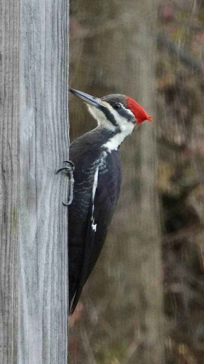 Жовна північна - ML645353238