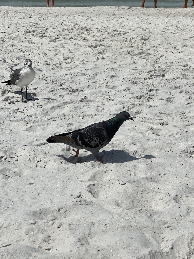 Голуб сизий (міський) - ML645353242