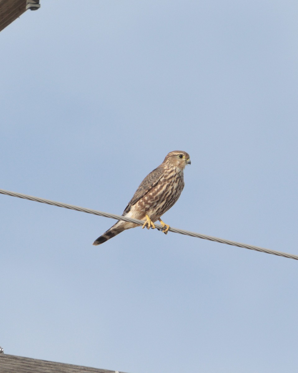 Merlin (Prairie) - ML645353248