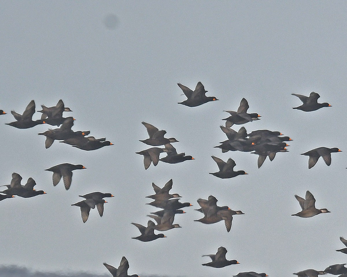 クロガモ - ML645353261