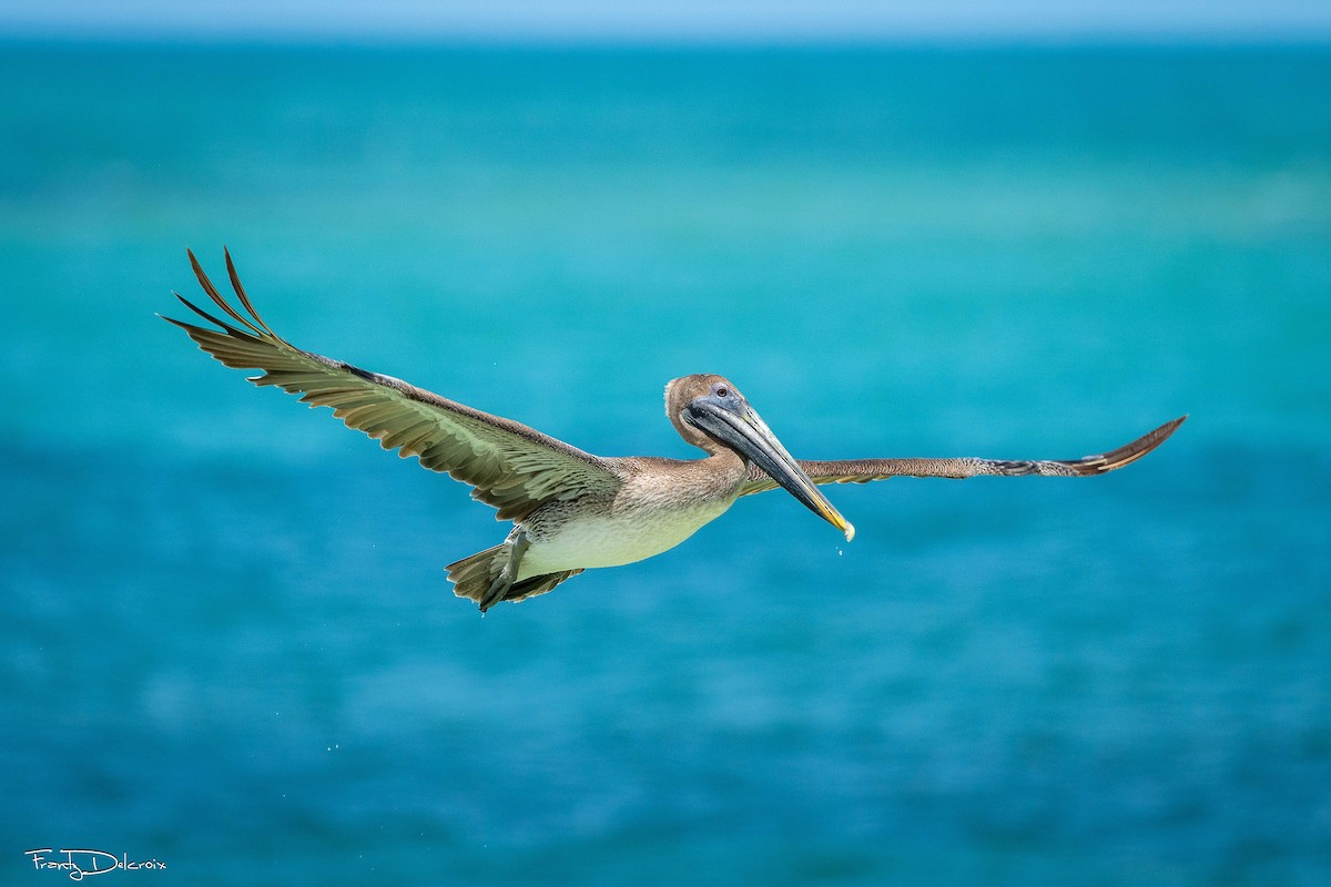 Brown Pelican - ML645353262