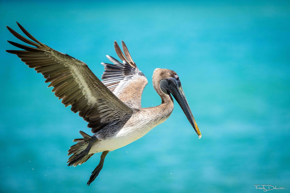 Brown Pelican - ML645353263