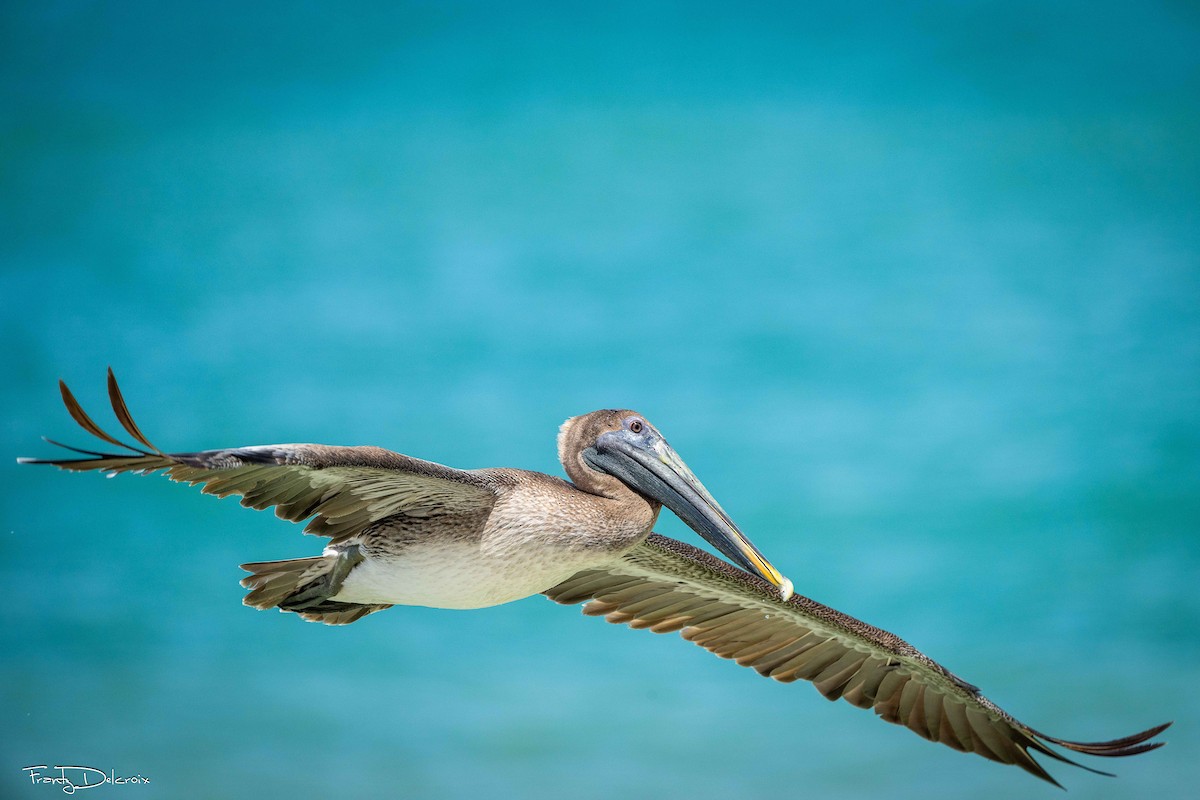 Brown Pelican - ML645353264