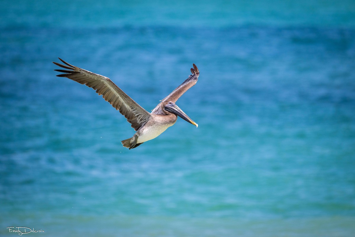 Brown Pelican - ML645353265