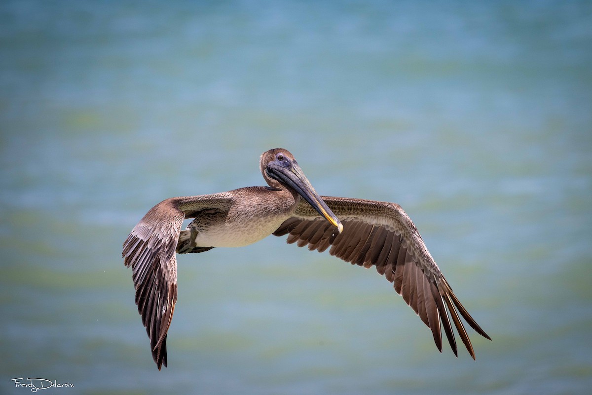Brown Pelican - ML645353266