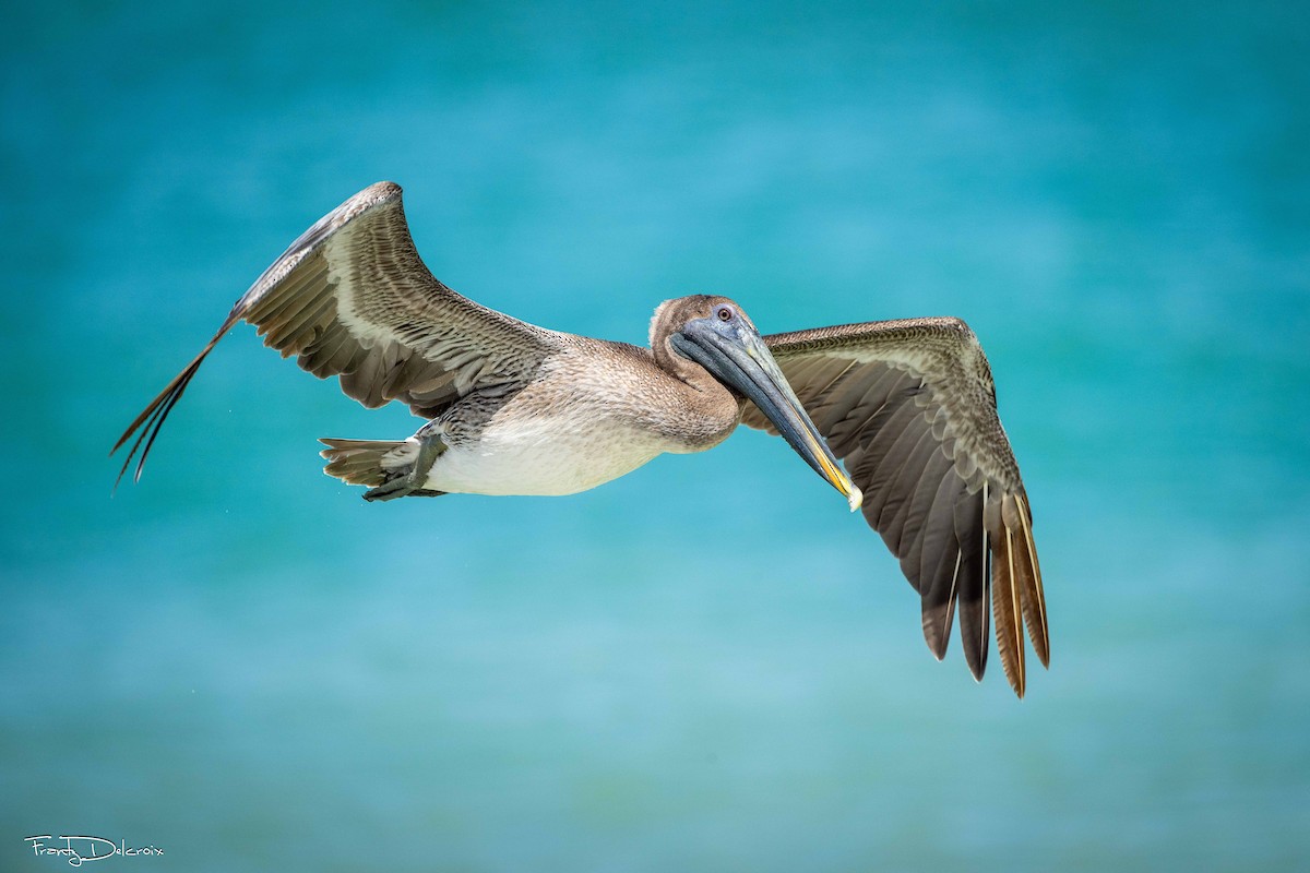 Brown Pelican - ML645353267