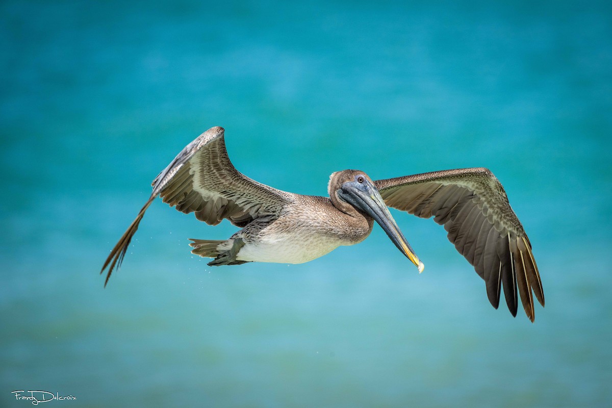 Brown Pelican - ML645353268