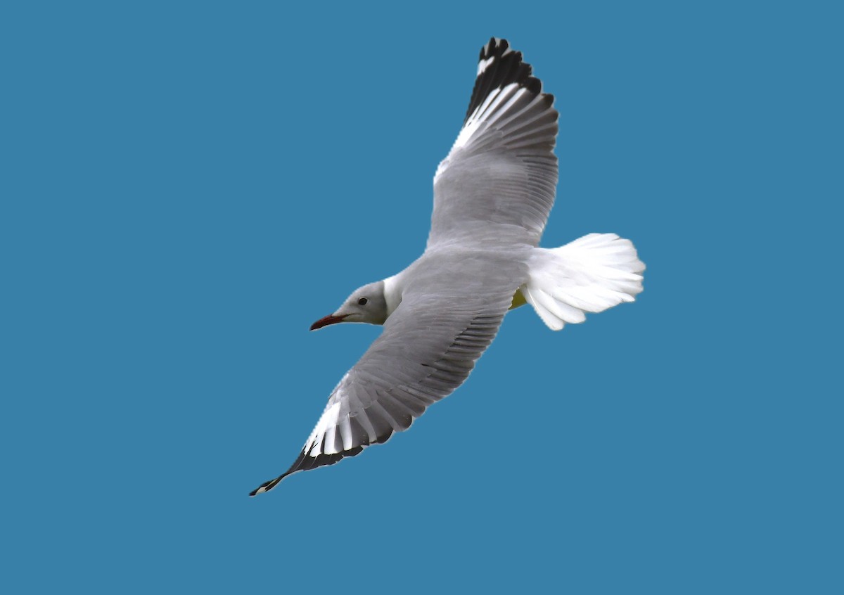 racek šedohlavý - ML645353275