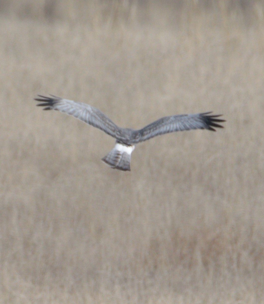 Northern Harrier - ML645353295