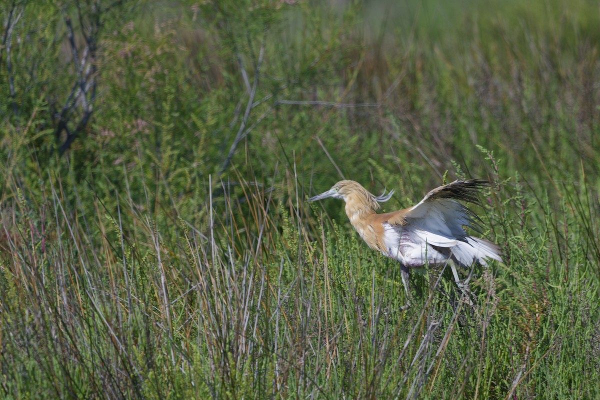 Squacco Heron - ML645353317
