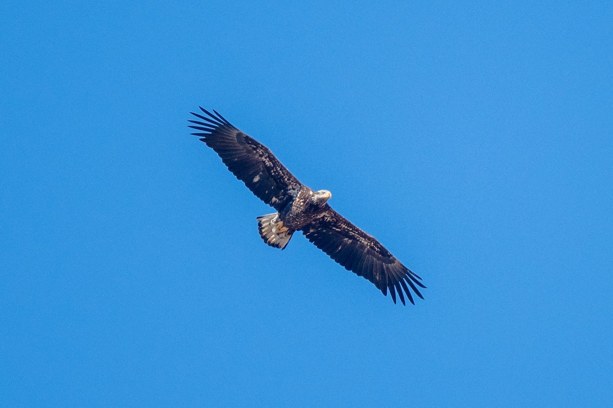 Bald Eagle - ML645353318