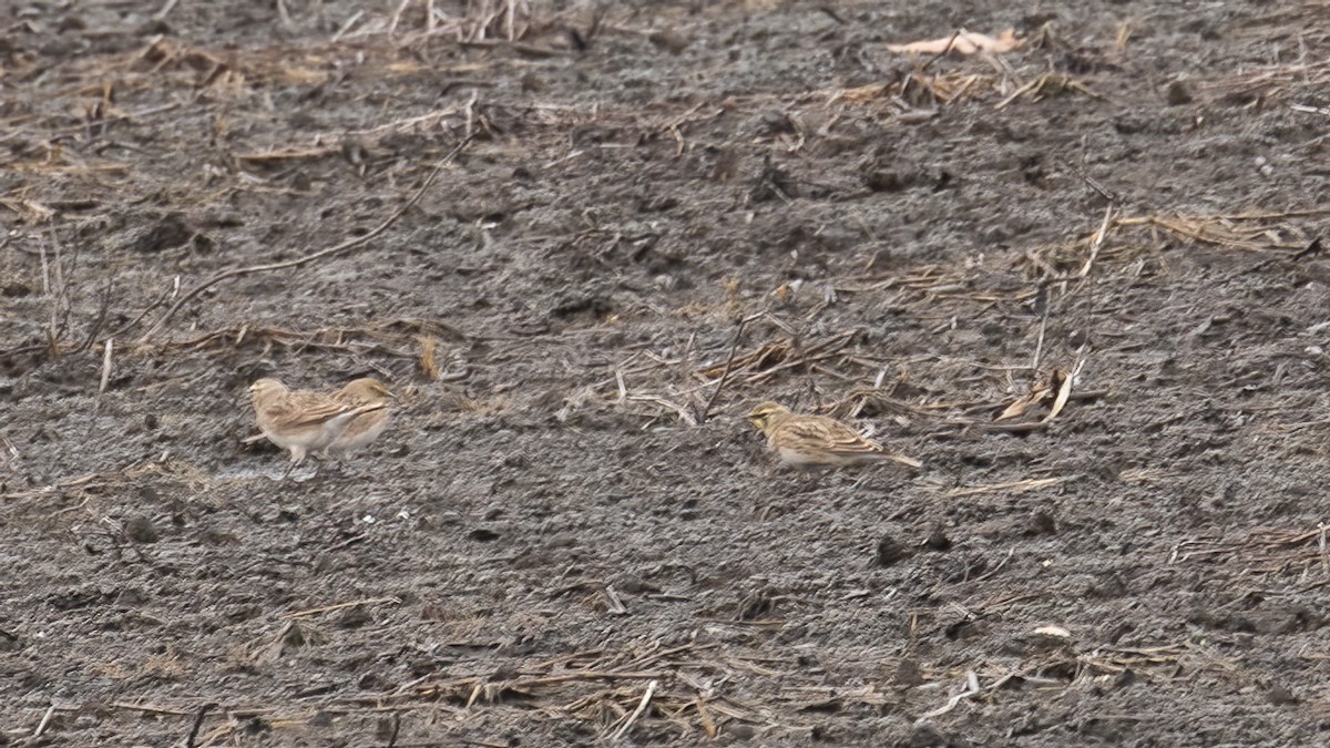 ハマヒバリ - ML645353319