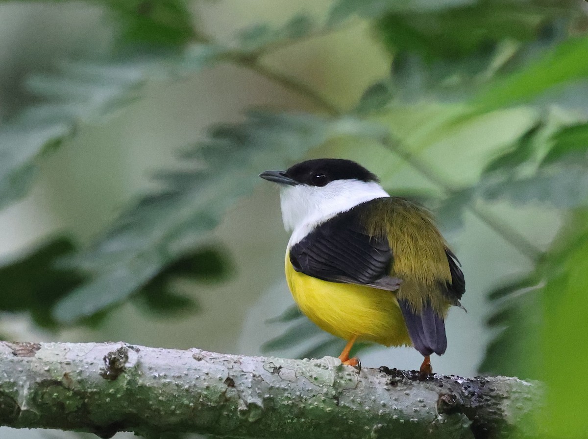 White-collared Manakin - ML645353323