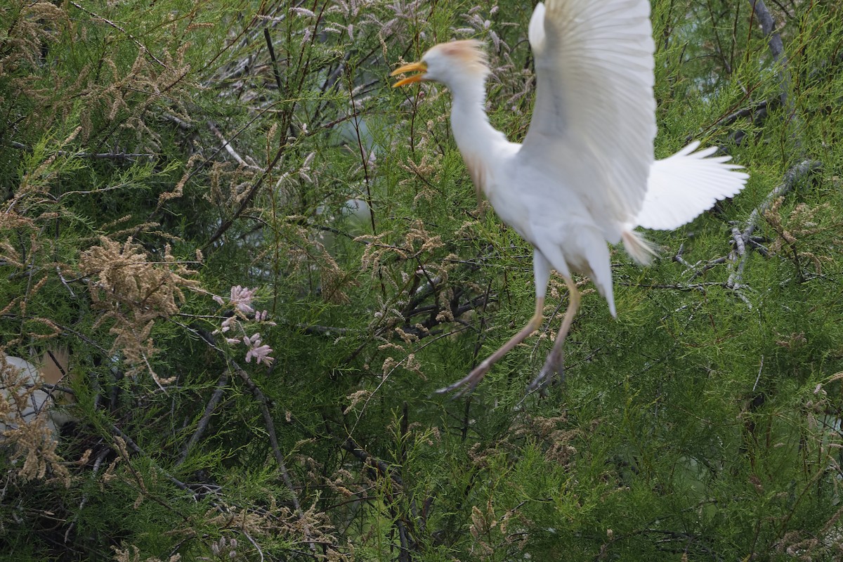 Western Cattle-Egret - ML645353324