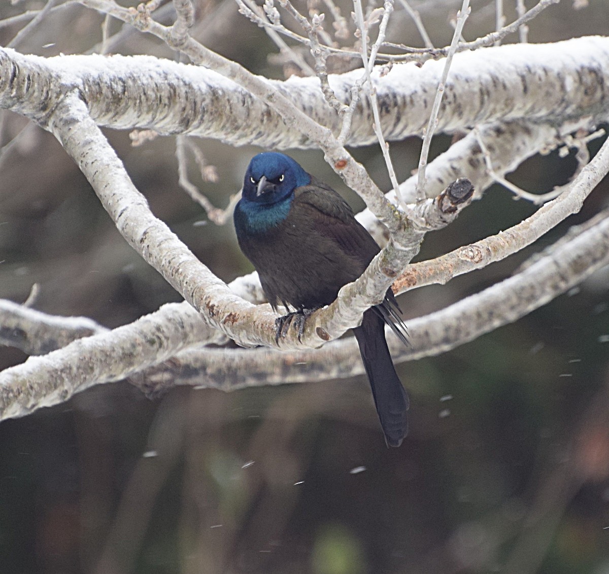 Common Grackle - ML645353330