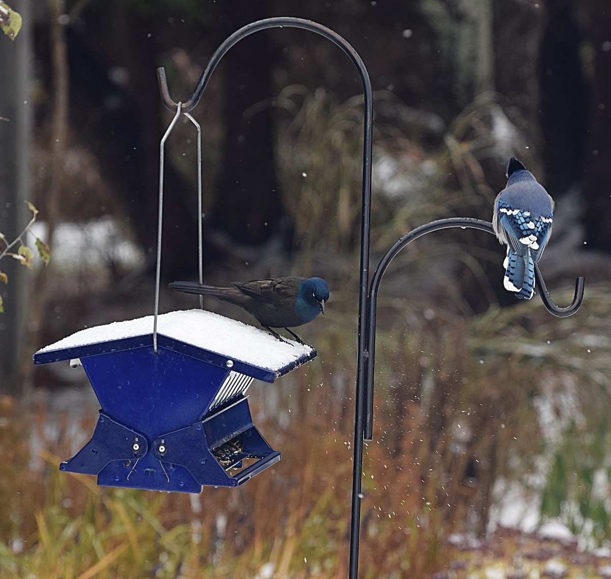 Common Grackle - ML645353331