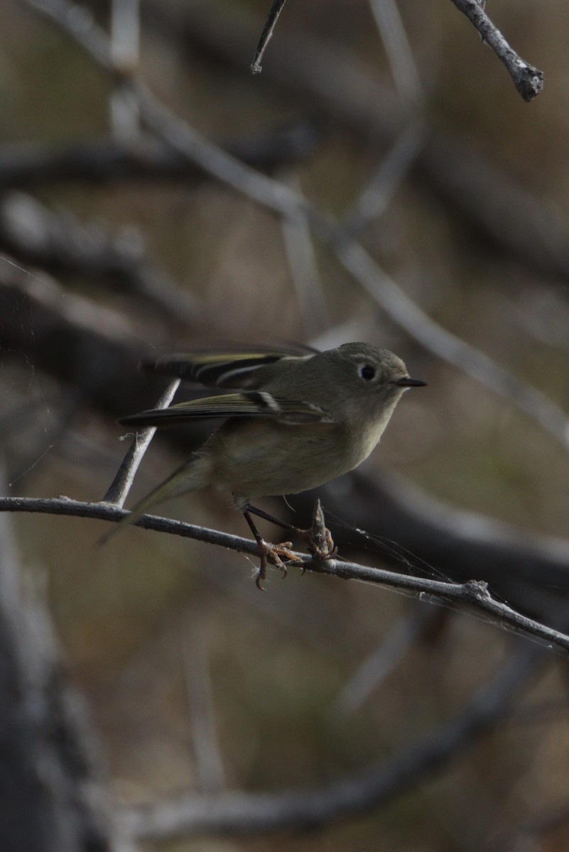 Ruby-crowned Kinglet - ML645353332