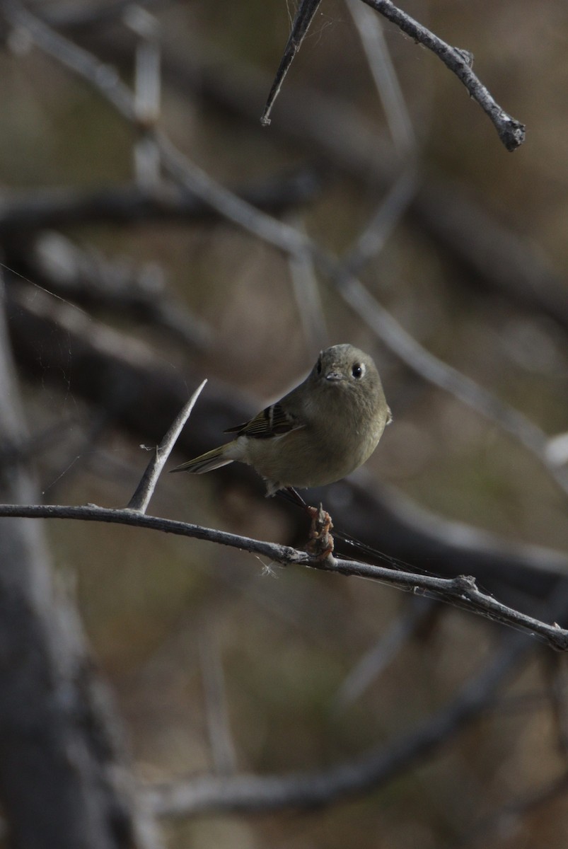 Ruby-crowned Kinglet - ML645353333