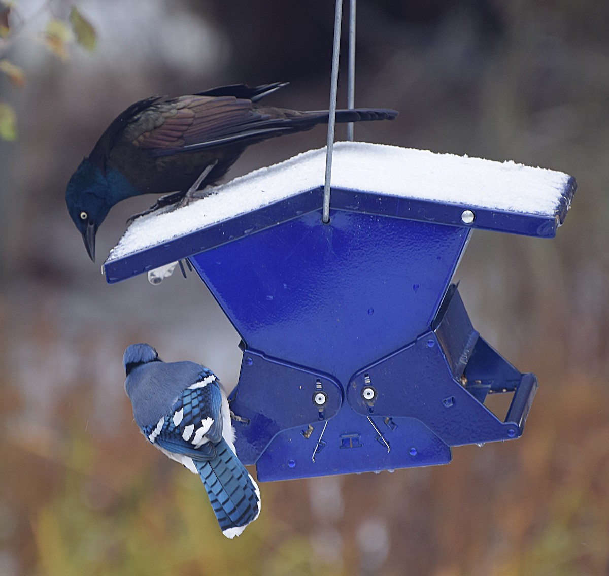 Common Grackle - ML645353334