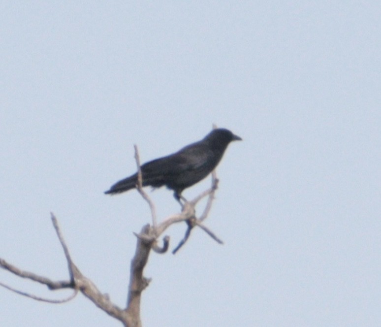 American Crow - ML645353337