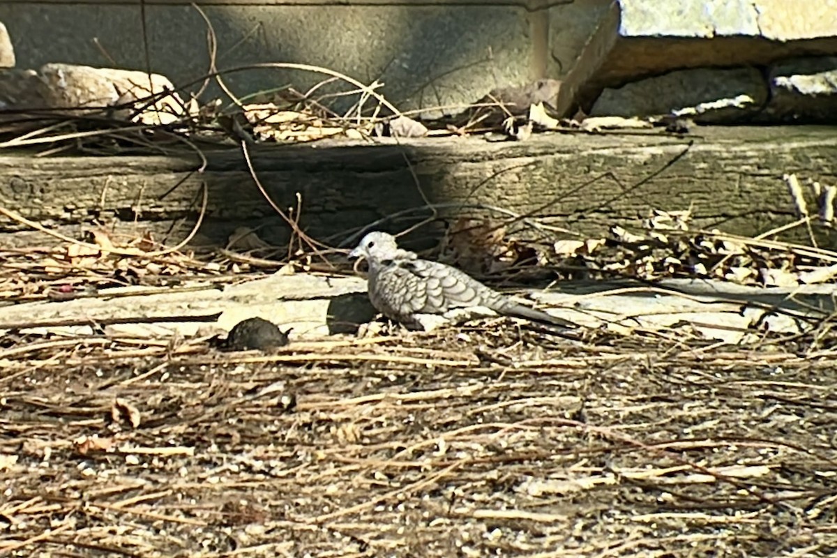 Inca Dove - ML645353342