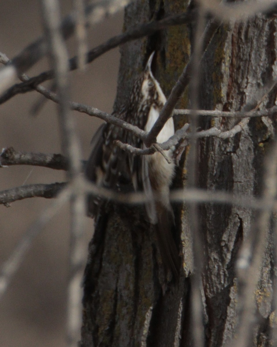 Brown Creeper - ML645353350