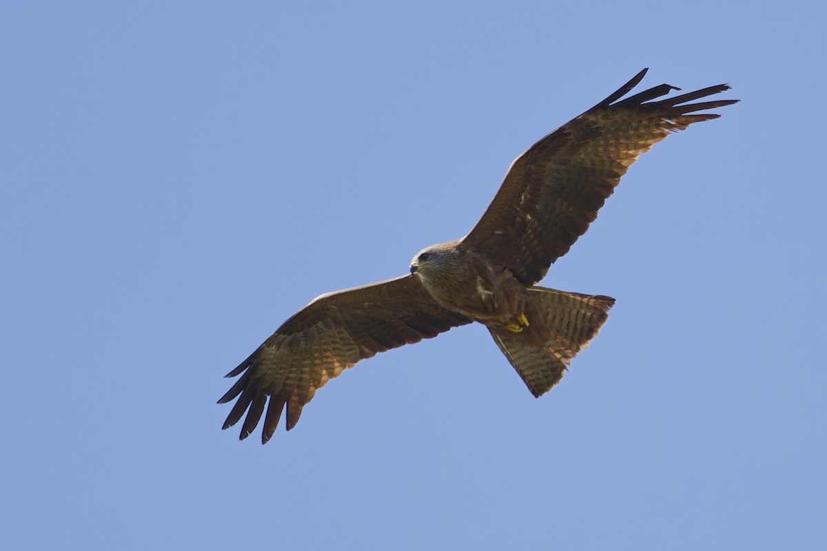 Black Kite - ML645353355