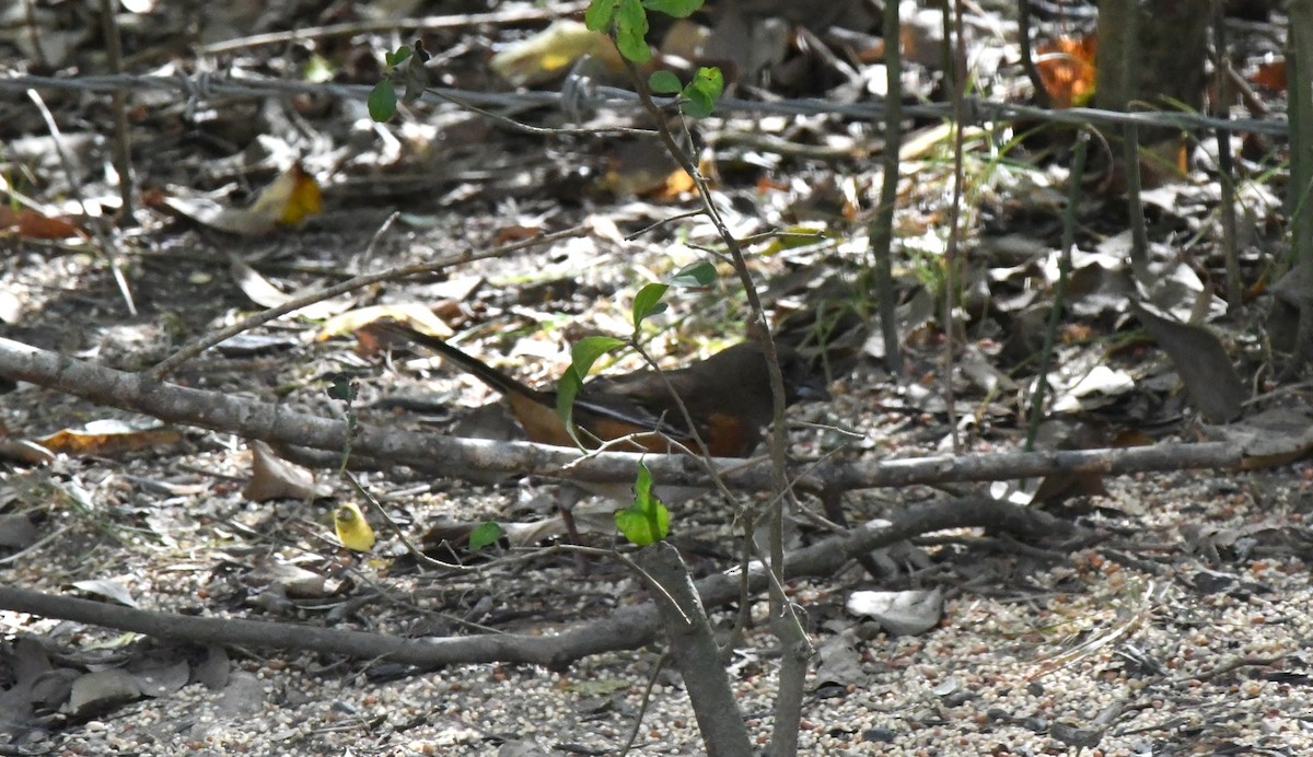 Eastern Towhee - ML645353361