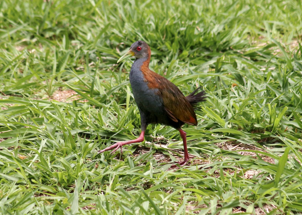 Slaty-breasted Wood-Rail - ML645353362