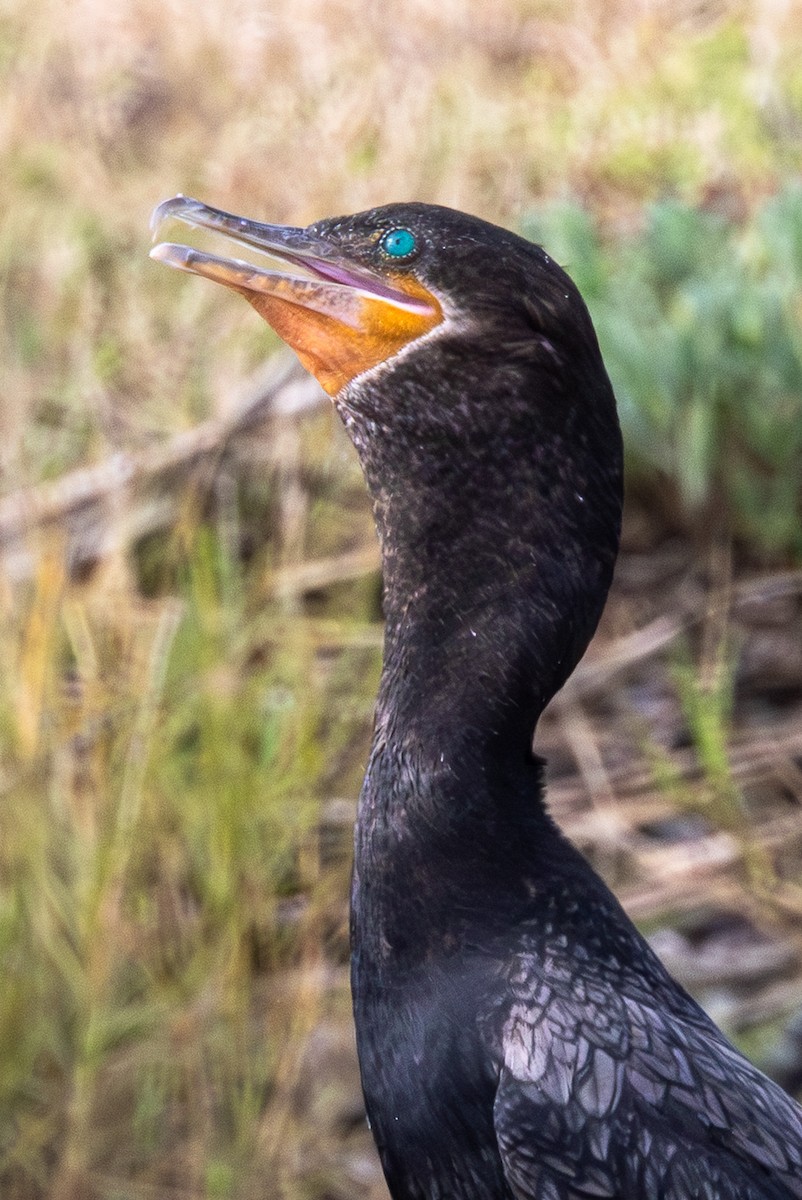 ナンベイヒメウ - ML645353364