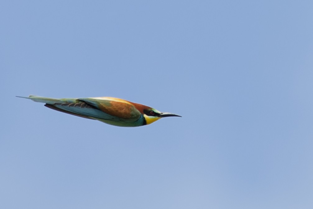 European Bee-eater - ML645353367