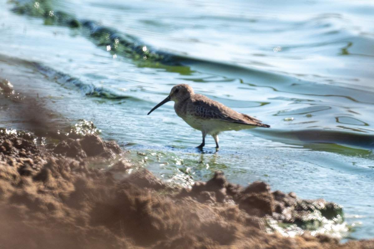 Dunlin - ML645353392