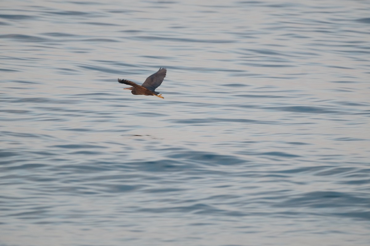 Pacific Reef-Heron - ML645353398