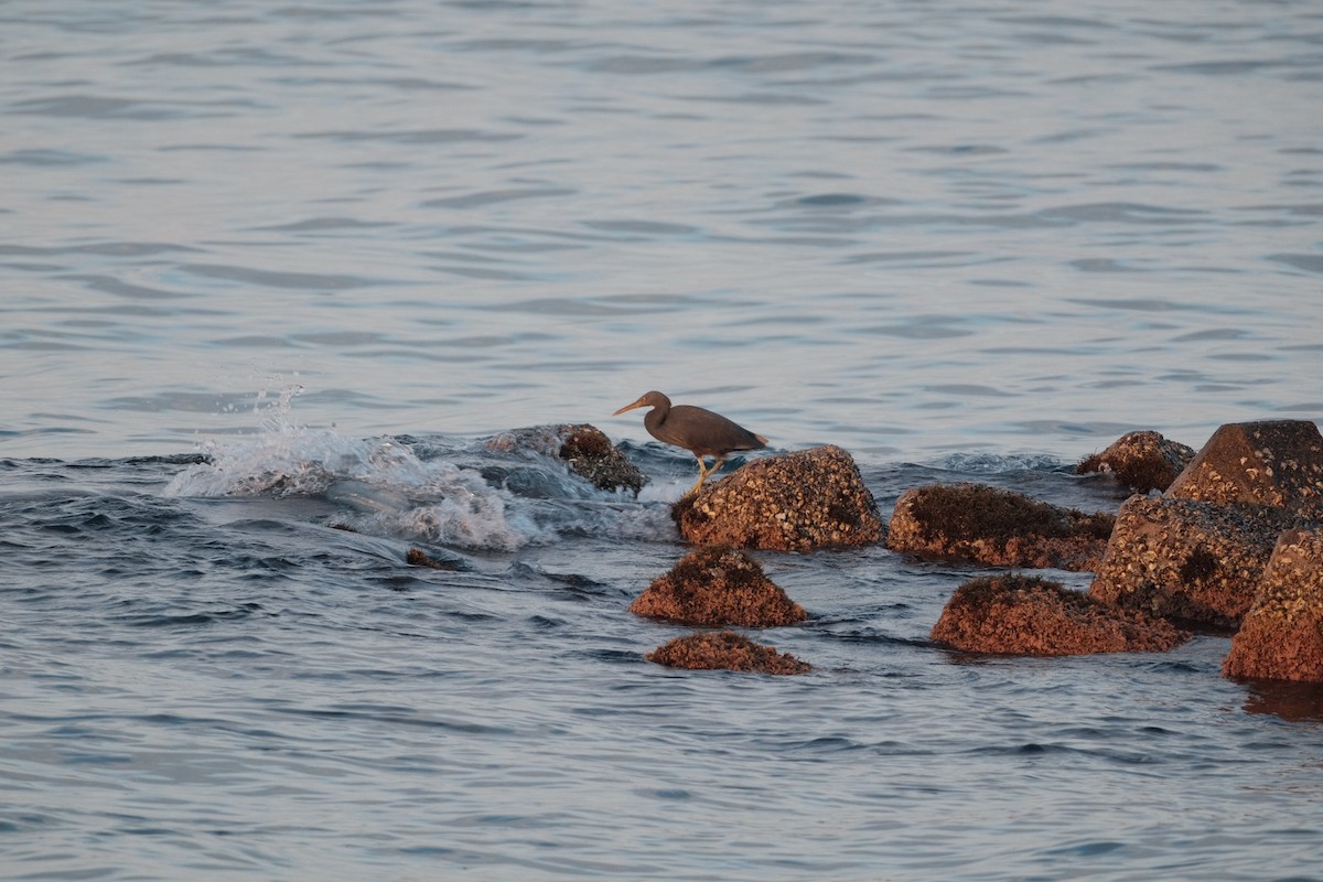 Pacific Reef-Heron - ML645353399