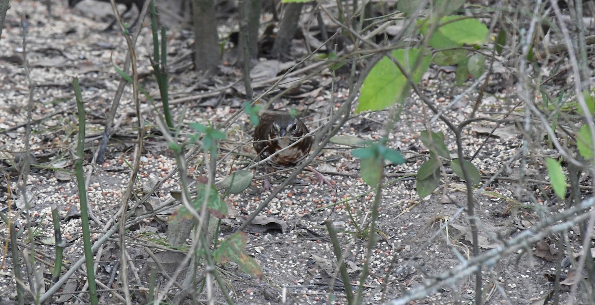 Passerella variabile - ML645353401