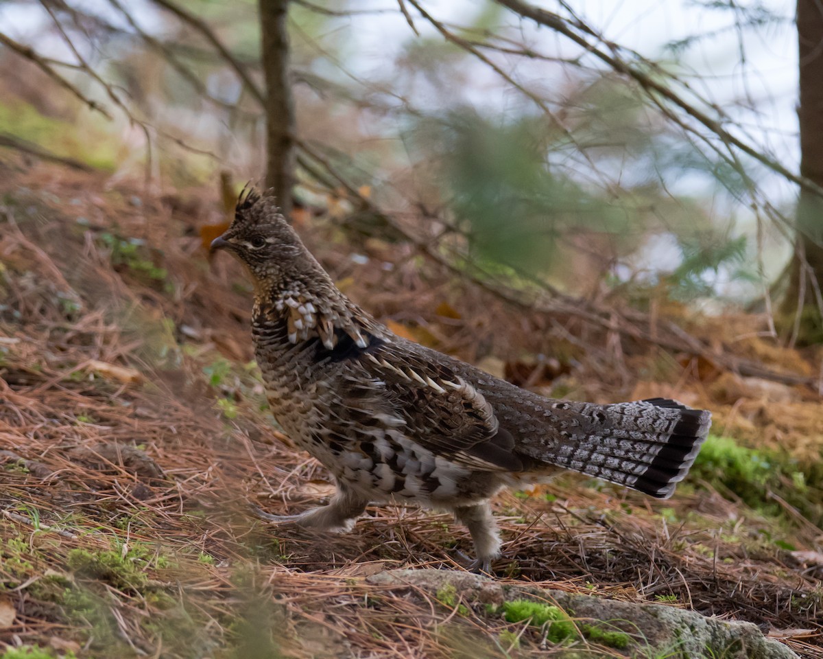 Ruffed Grouse - ML645353405