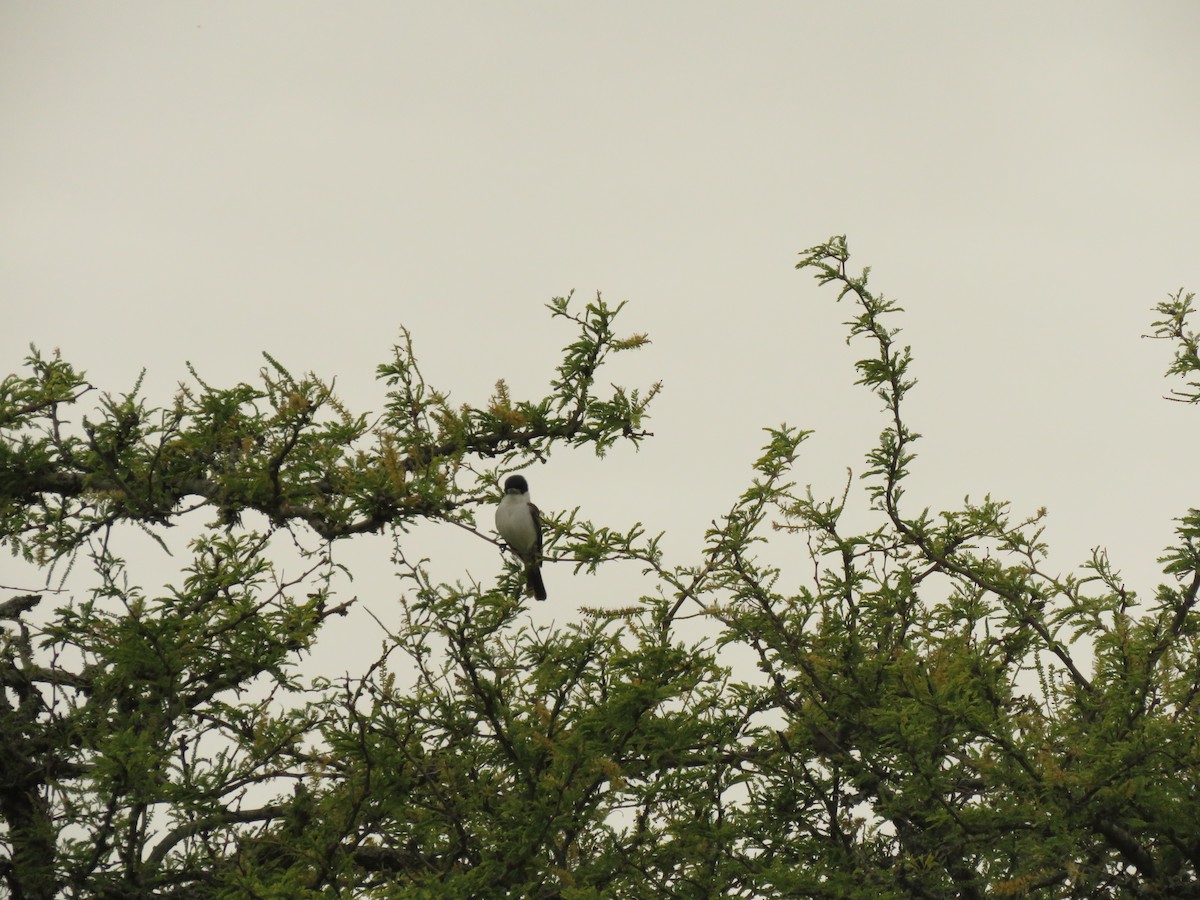 White-naped Xenopsaris - ML645353407