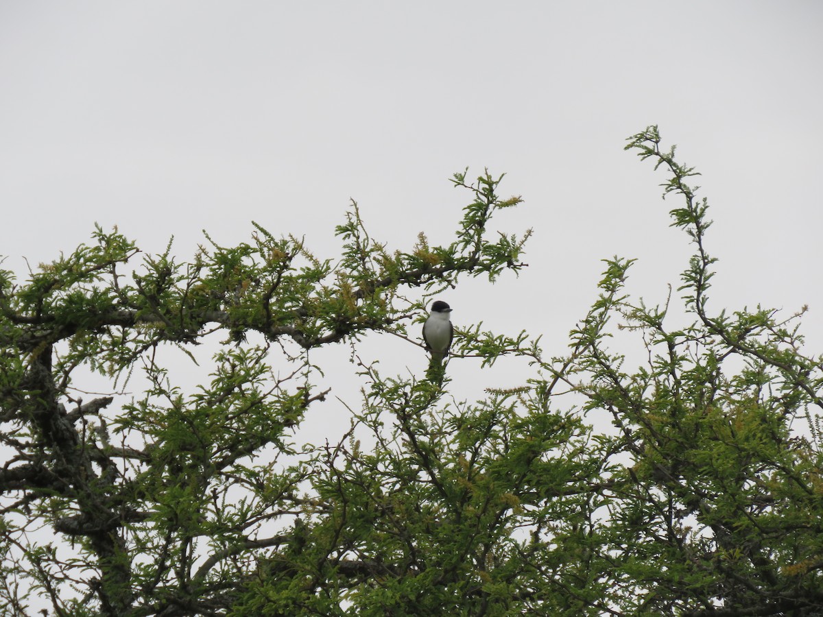 White-naped Xenopsaris - ML645353408