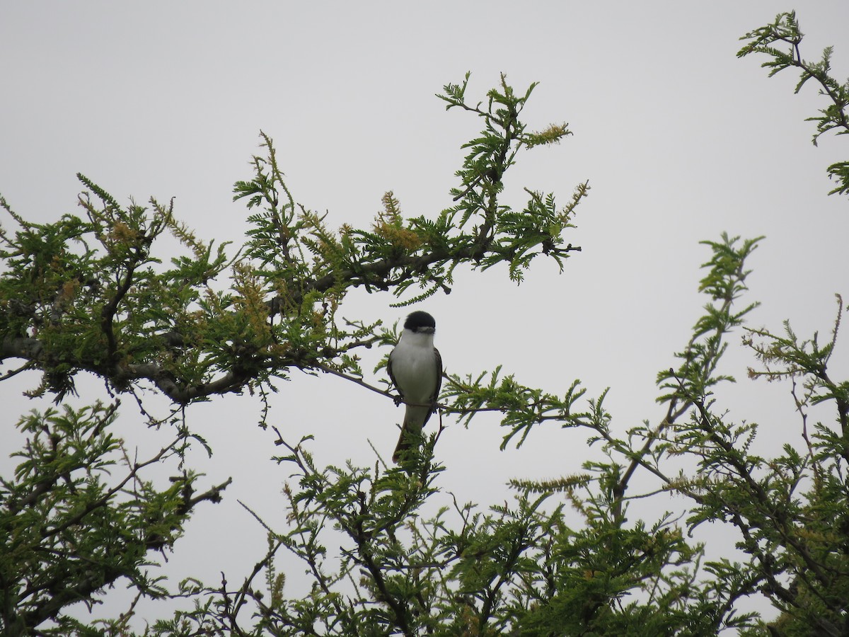 White-naped Xenopsaris - ML645353409