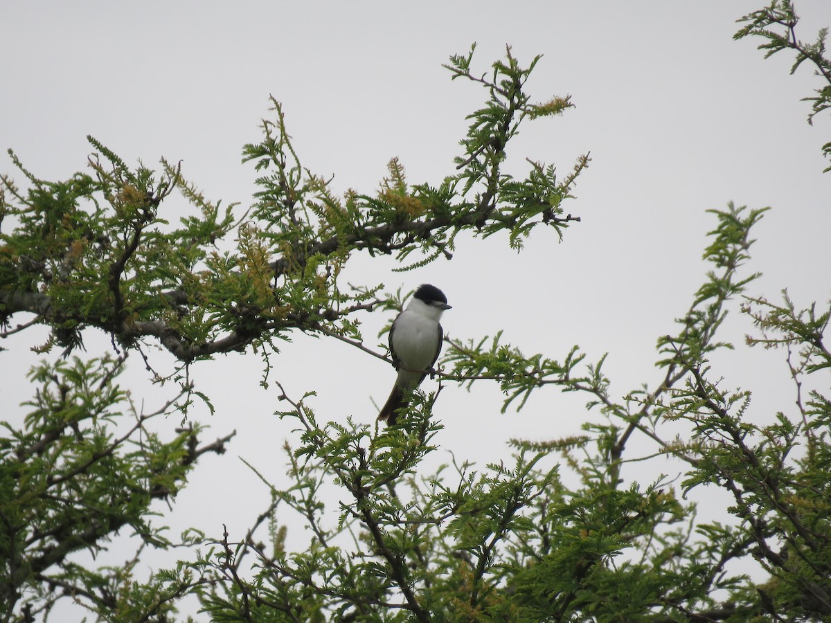 White-naped Xenopsaris - ML645353410