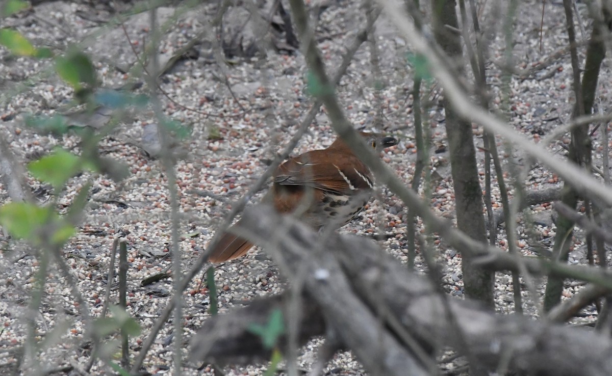 Brown Thrasher - ML645353443