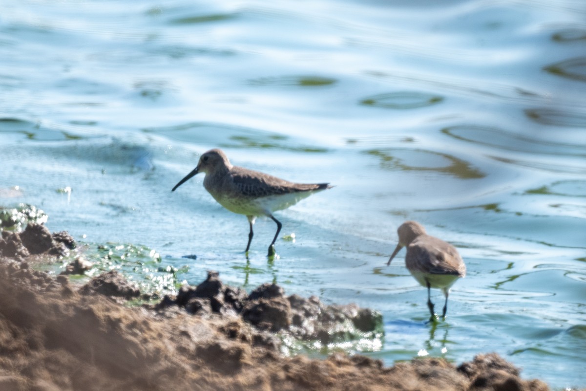 Dunlin - ML645353446