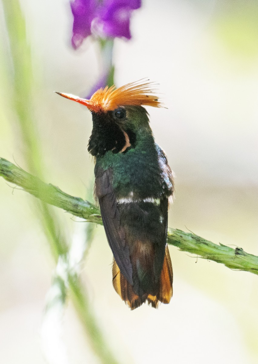 Kızıl Başlıklı Koket - ML645353452