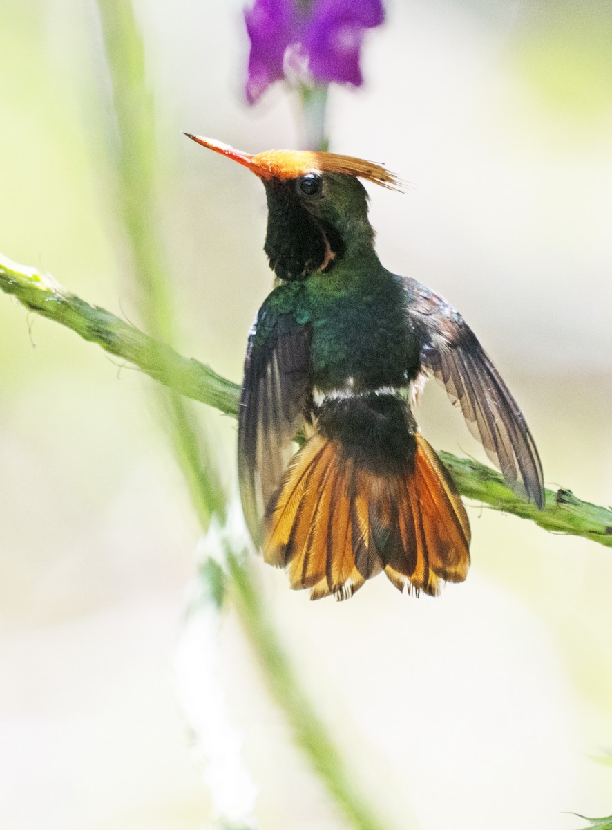 Kızıl Başlıklı Koket - ML645353453