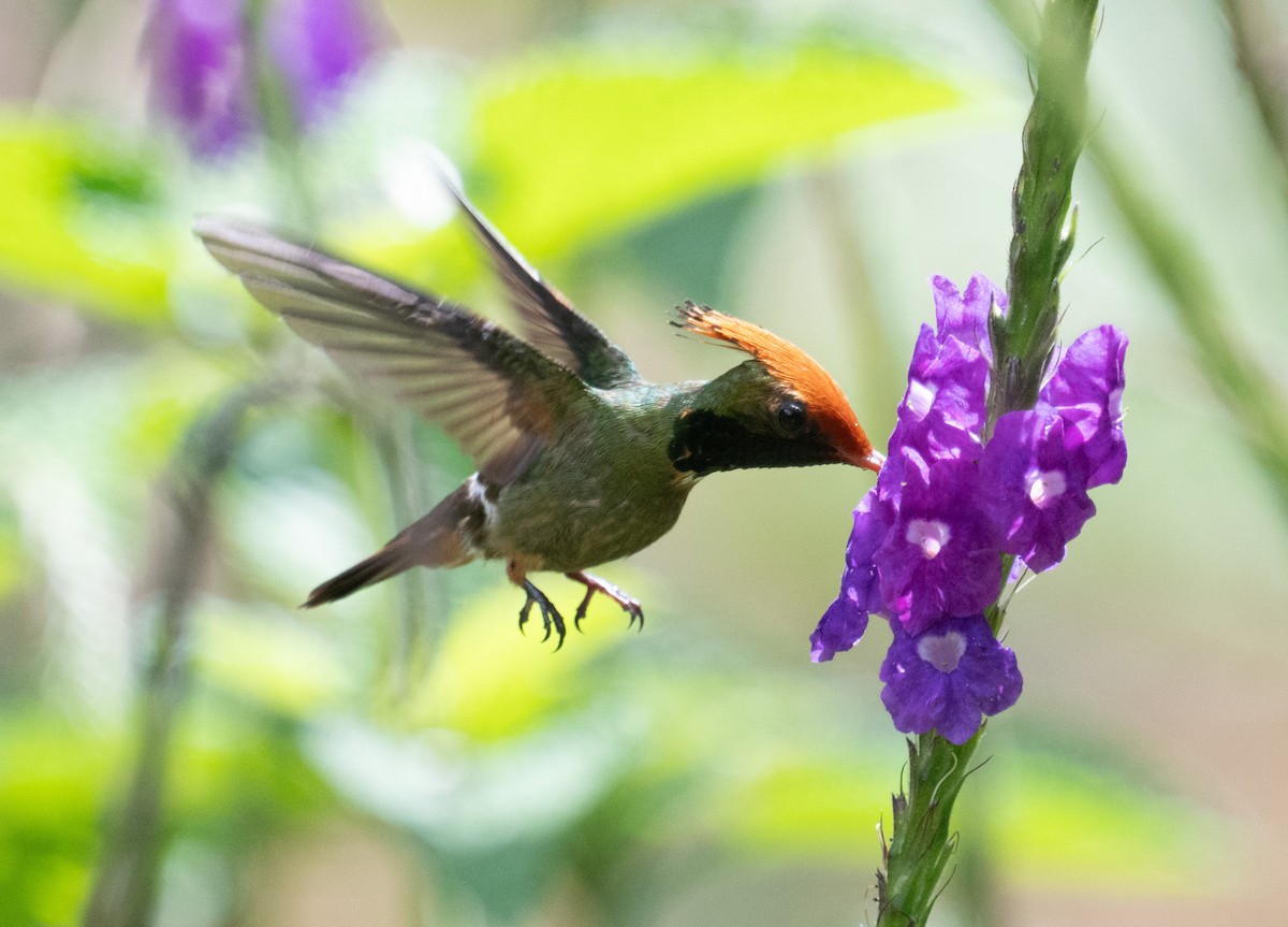 Kızıl Başlıklı Koket - ML645353454