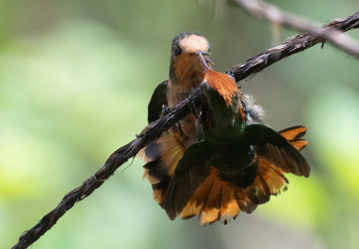 Kızıl Başlıklı Koket - ML645353455