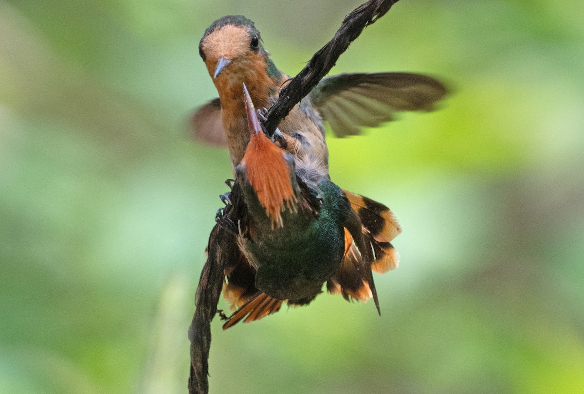 Kızıl Başlıklı Koket - ML645353456