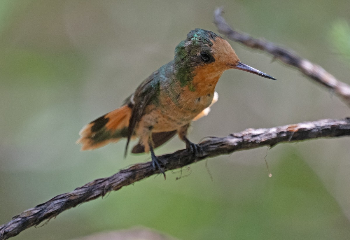 Kızıl Başlıklı Koket - ML645353457